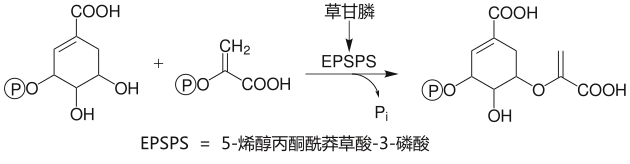 草甘膦的作用机制