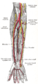 Ulnar and radial arteries; deep view