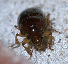 a small, reddish-brown beetle sitting on a light sandy surface, facing the camera