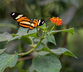 Fotografia de H. ethilla narcaea em voo sobre Lantana camara, vista superior.