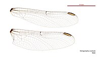 Male wings