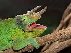 Caméléon de Jackson avec ses cornes.