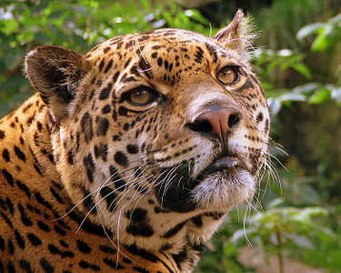 Jaguar at Conservation in Belize, by Pascal Blachier