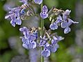 Nepeta nepetella