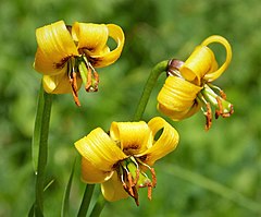 Description de l'image Lilium albanicum (30353796337).jpg.