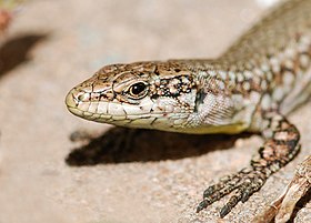 Podarcis muralis