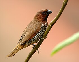 L. p. punctulata (Índia)