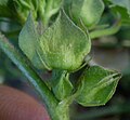 Flower from side showing large 5-part calyx, and 3 filamenty epicalyx coming from base