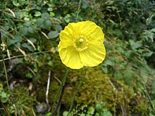 Photo d'un pavot jaune.