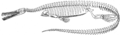 Early reconstruction of the skeleton of M. brasiliensis showing many small teeth in the jaws (MacGregor, 1908).[9]