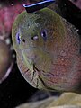 Moray eel and cleaner wrasse