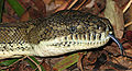 Image 15 Forked tongue Photo credit: LiquidGhoul The head of a Coastal Carpet Python, the largest subspecies of Morelia spilota, a non-venomous Australian python, showing its forked tongue, a feature common to many reptiles, who smell using the tip of their tongue. Having a forked tongue allows them to tell which direction a smell is coming from. More selected pictures