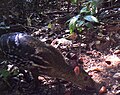 Indian spotted chevrotain feeding on a Cullenia exarillata seed