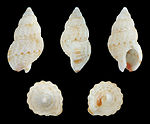 Nassarius (Hima) kochianus