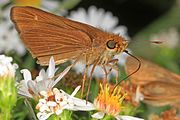 Adult, ventral view of wings.