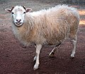 Domestic Sheep O. aries