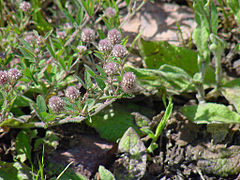 Pied-de-lièvre Trifolium arvense