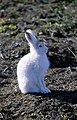 Arctic Hare Lepus arcticus snehare Snehare