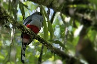 Hispaniolan Trogon