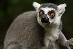 Лемур котячий (Lemur catta) — родина Лемурові