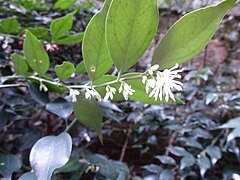 Inflorescence en janvier