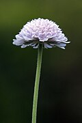 A tiny cluster of pale lavender flowers belonging to Scabiosa africana.