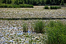 «Paraíso de nenúfares» no Pequeno Lago de Kotzow (Kleiner Kotzower See, Mecklenburg).