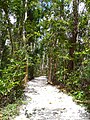 Another path through the trees