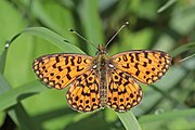 Adult male, dorsal view.