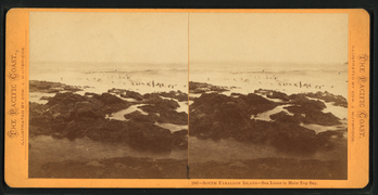 South Farallon Island, Sea Lions in Main Top Bay (c. 1867–1872)