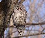 Barred owl