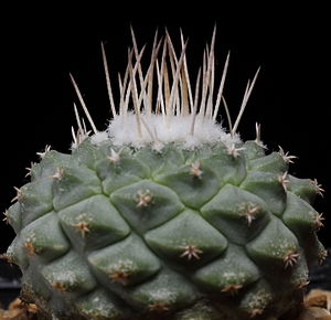 Strombocactus disciformis