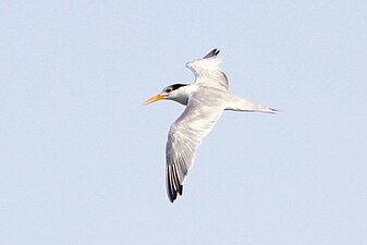 T. b. emigrata, Senegal