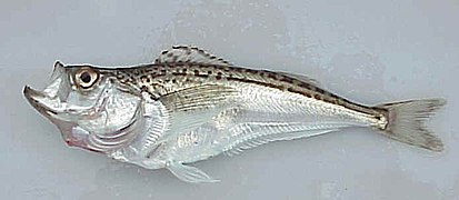 Trichodon trichodon (Trichodontidae).