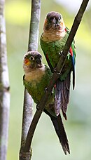 A green parrot with a pantone-brown tail and forehead, a peach neck, and red-and-yellow cheeks