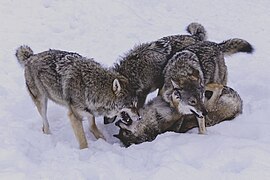 A group of wolves playing