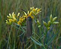 Yellow-collared scape moth