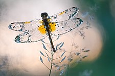 Sympetrum flaveolum in Pushcha-Vodytsia Park, Kyiv, Ukraine Photo by Predložak:U