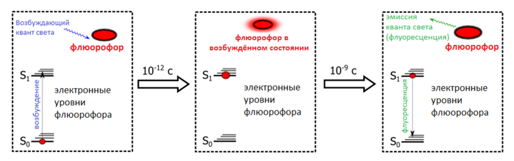 Поглощение света и флуоресценция