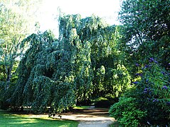 Wohlers Park mit Trauerbuche