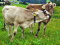 Image 22Cattle on a pasture in Austria (from Livestock)