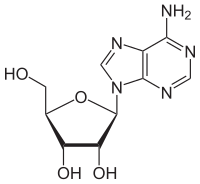 Image illustrative de l’article Adénosine