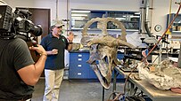 Dinosaur skull with a man talking next to it while being filmed