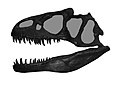 Allosaurus.