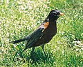 Robin in yard.