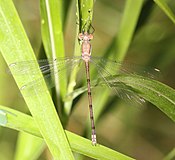 Archilestes californica, Северная Америка