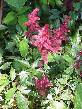 Astilbe x arendsii