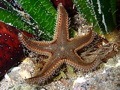 Petite étoile-peigne (Astropecten spinulosus)