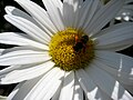 Biene auf Magerwiesen-Margerite Sachsen Germany