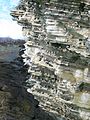 Image 9Seabird colonies on a crag on the Brough of Birsay, Orkney Credit: Tbc